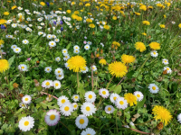 Kulinarischer Vortrag: Vom Unkraut zum Beikraut 